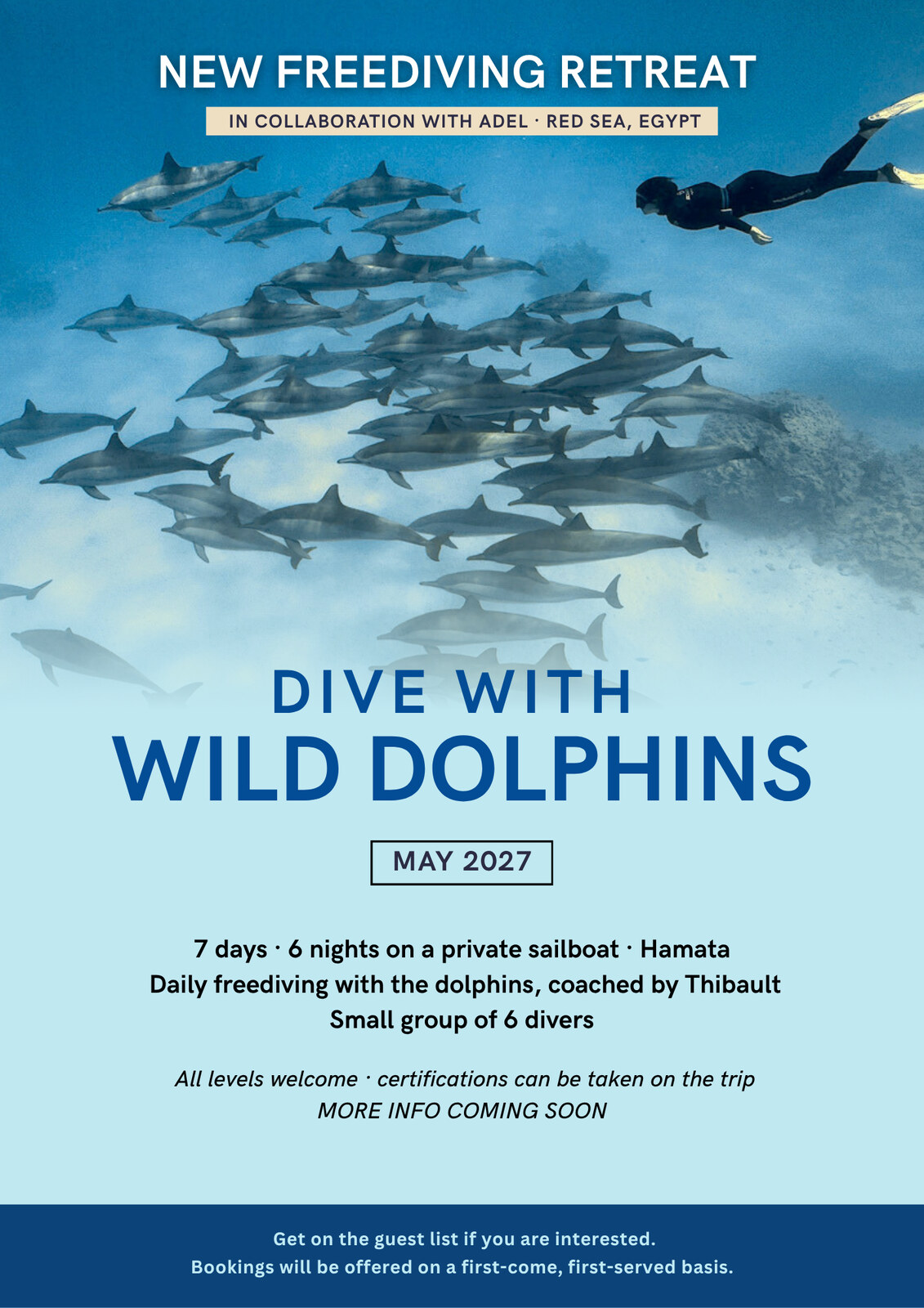 Dive with Wild Dolphins